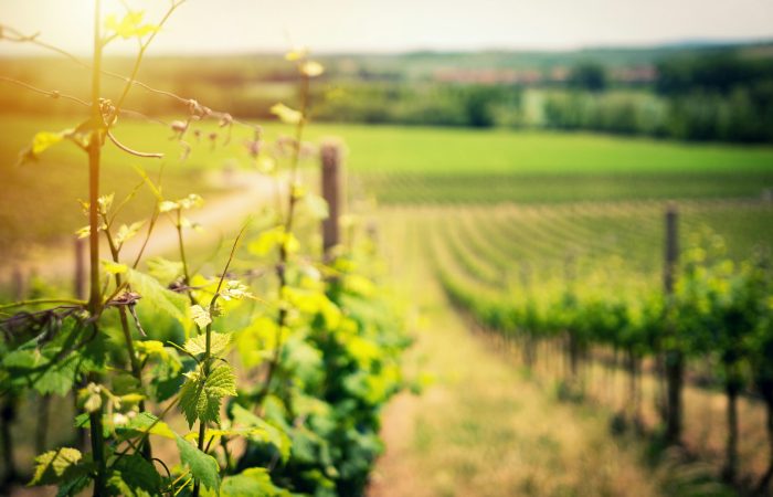 Vigneti Aperti 2025